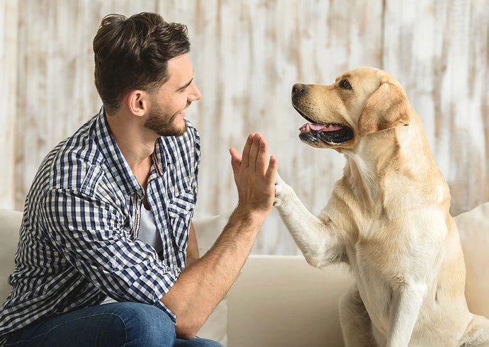 3 Tips to Being a Responsible Pet Owner