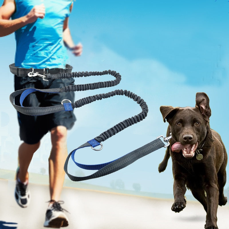 Dog Running Leash